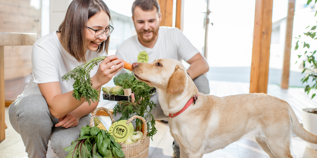 The Benefits of Raw Feeding