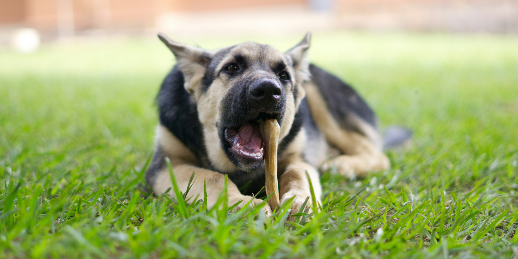 The Benefits of Feeding Bones to Your Pet: Are They Necessary?