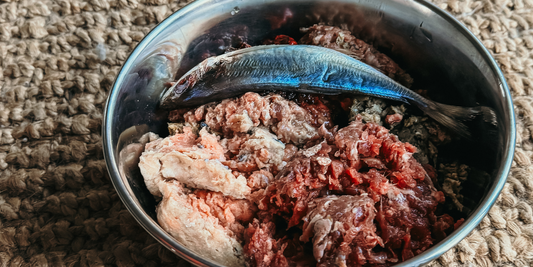 Why Dogs Thrive on Raw Feeding: Their Digestive Systems Explained