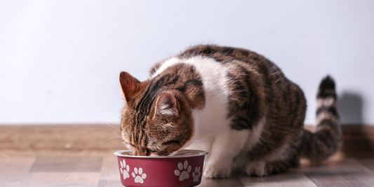 Why Raw Feeding is Purr-fect for Your Cat