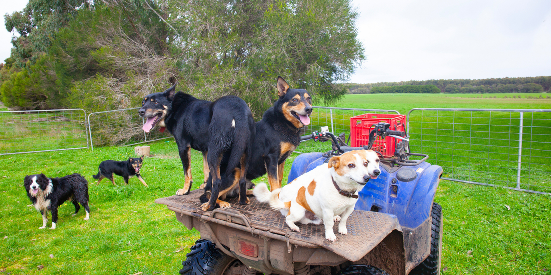 Healthy dogs enjoying farm life, reflecting how natural raw nutrition supports lifelong health, mobility, and wellbeing.