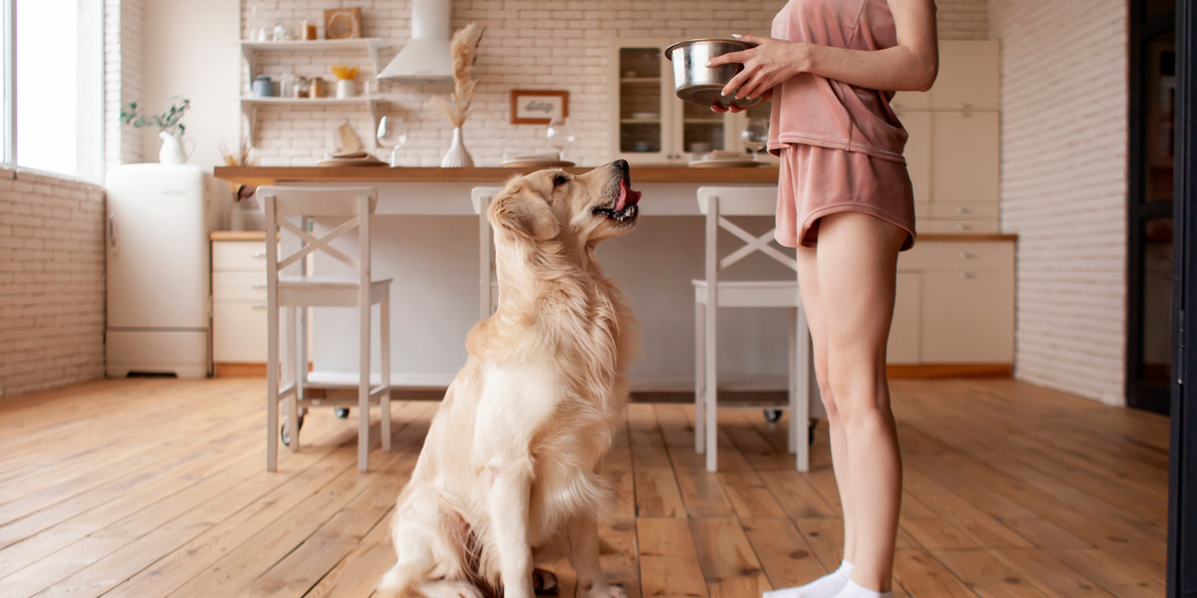 How to Make Raw Feeding Simple in Everyday Life