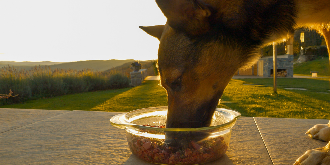 Dog eating a balanced raw diet for improved health