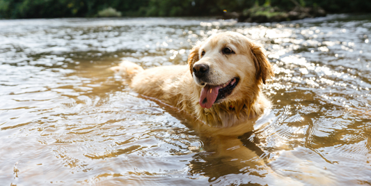 Dog swimming in river to cool down in Summer - Go Raw Pet Food NZ
