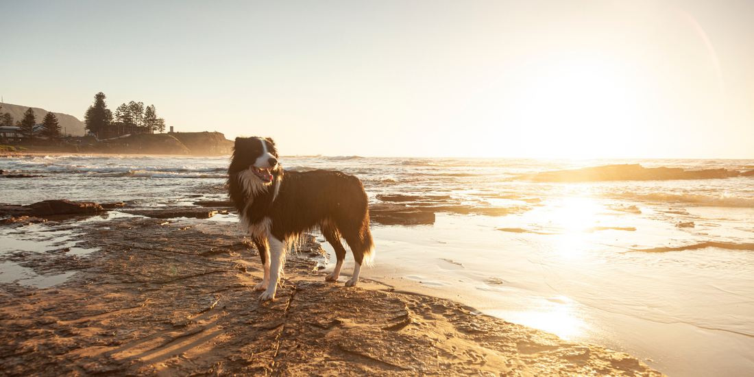 The Raw Feeding Reset: Smarter, Simpler Pet Nutrition for 2026