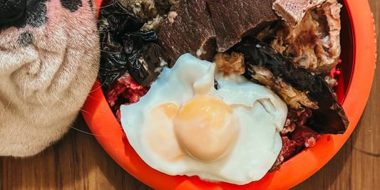 Dog eating a bowl of raw dog food - Go Raw Pet Food NZ
