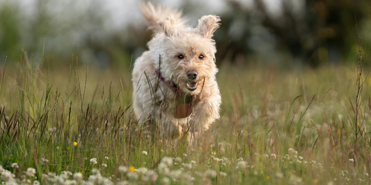 Dog-in-the-spring-time-go-raw-pet-food