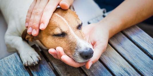 7 Tips for Looking After Your Pets Health & Wellbeing