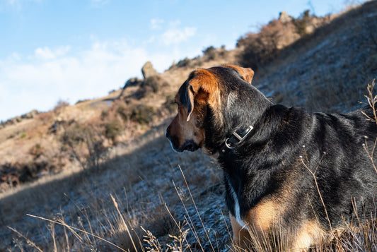 More than just meat - why variety matter in a raw diet - Go Raw Pet Food NZ