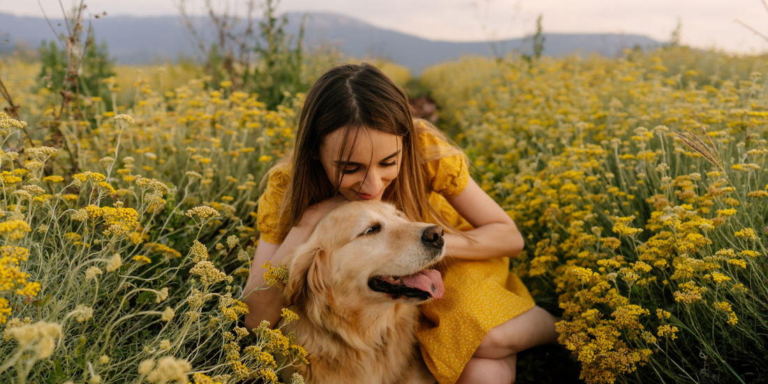 Spring Allergies in Dogs - Is It Food or the Environment?