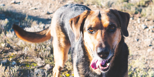 Healthy Skin Starts From Within - How Diet Impacts Your Dog's Coat