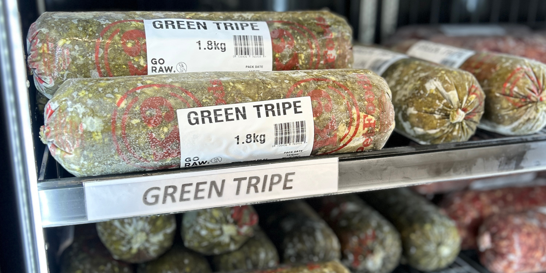 The Truth About Green Tripe - The Unsung Hero of Gut Health