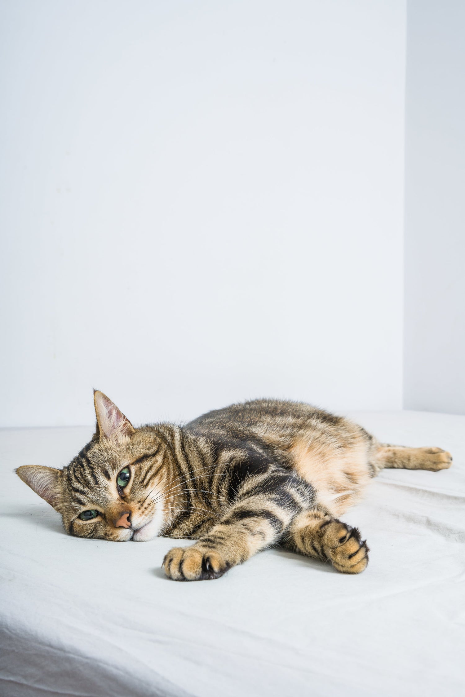 Go Raw Pet Food - Happy, Healthy Cat