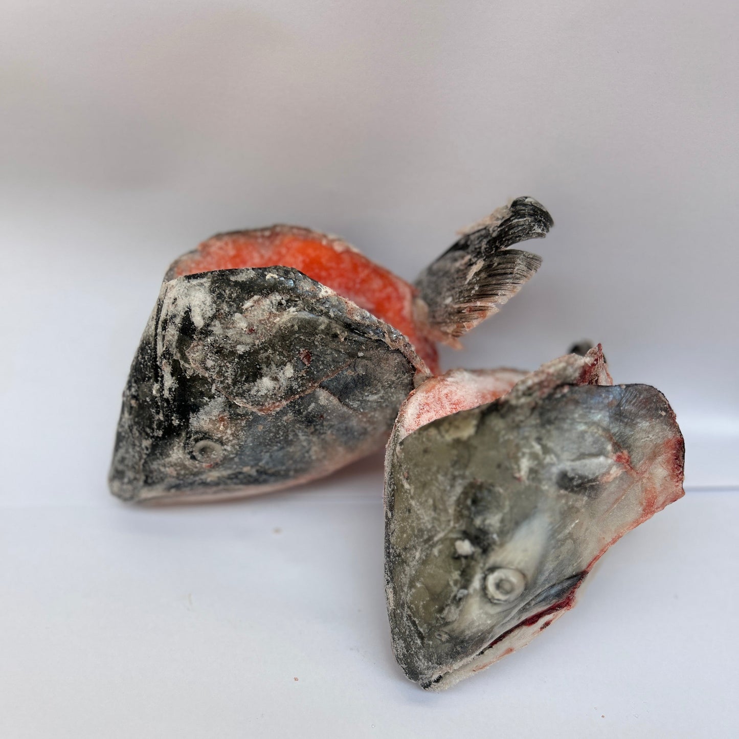 Salmon Heads 3kg - Go Raw Pet Food NZ